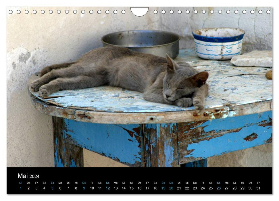 Katzensprung (CALVENDO Wandkalender 2024)