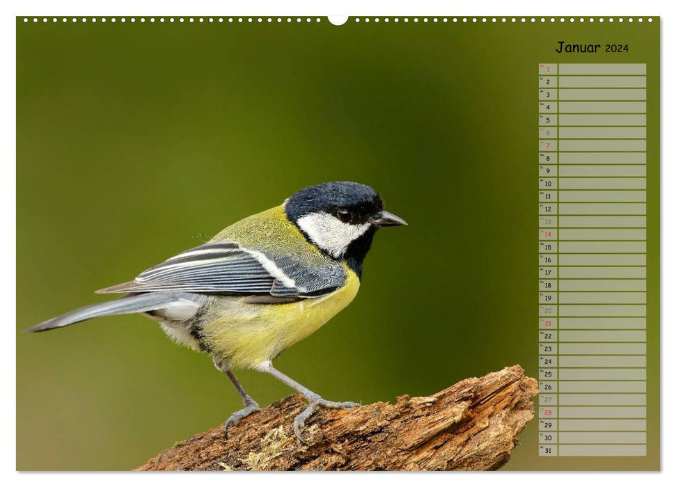 Forest chirping - birds of our forests (CALVENDO Premium Wall Calendar 2024) 