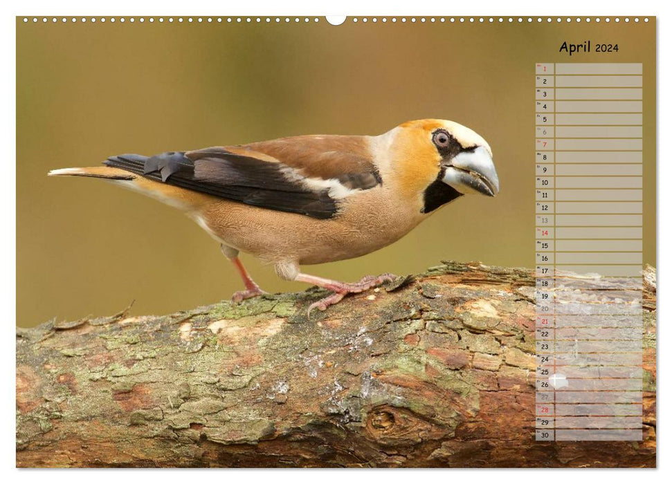 Forest chirping - birds of our forests (CALVENDO Premium Wall Calendar 2024) 