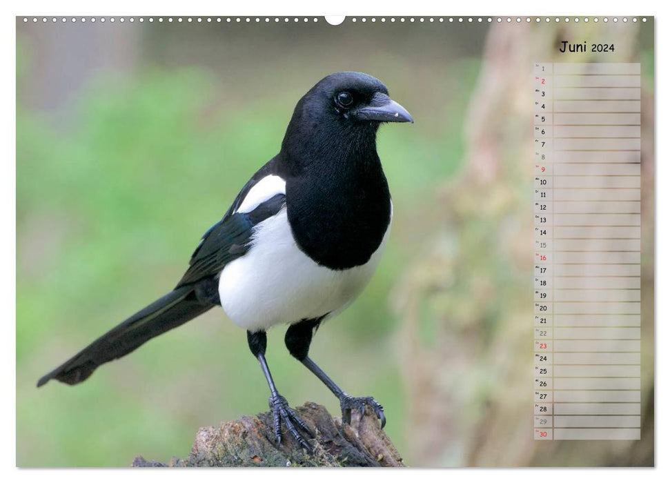 Forest chirping - birds of our forests (CALVENDO Premium Wall Calendar 2024) 