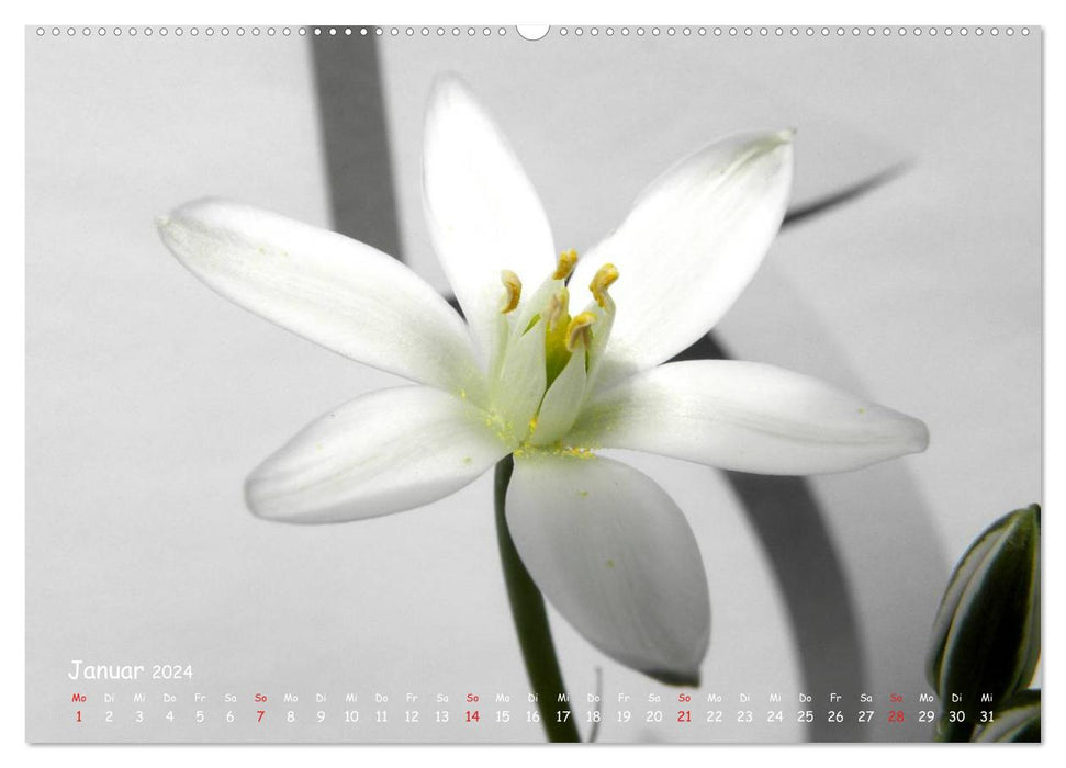 The colors of white flowers (CALVENDO wall calendar 2024) 