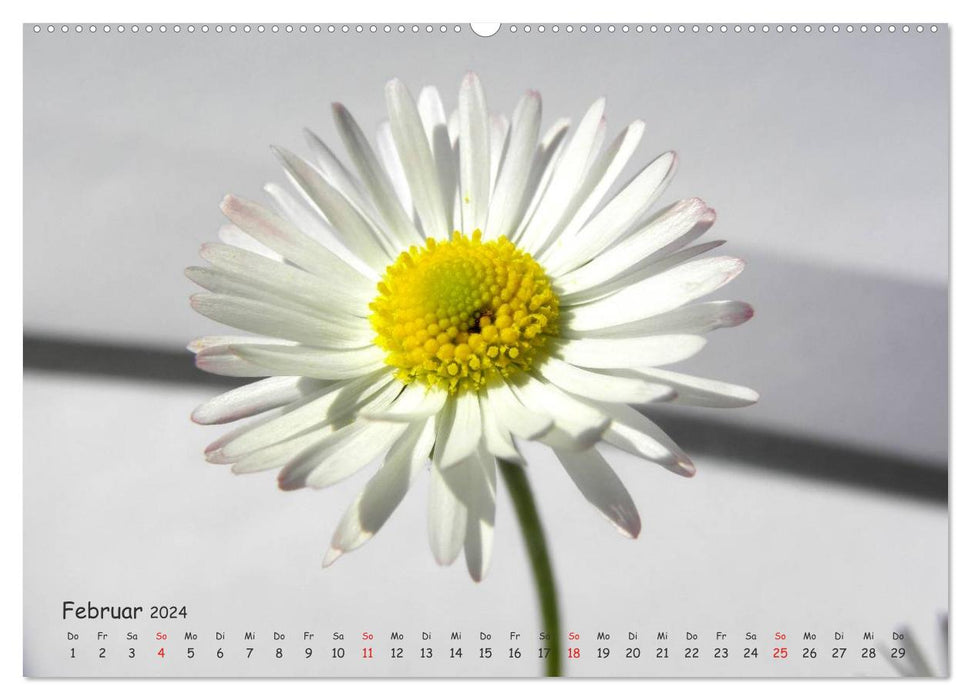 Die Farben weißer Blüten (CALVENDO Wandkalender 2024)