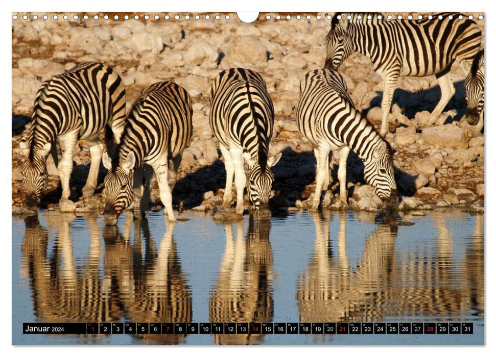 Zebras - Faszination der Wildnis (CALVENDO Wandkalender 2024)