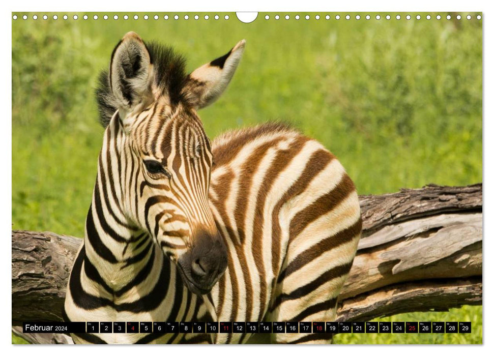 Zebras - Faszination der Wildnis (CALVENDO Wandkalender 2024)