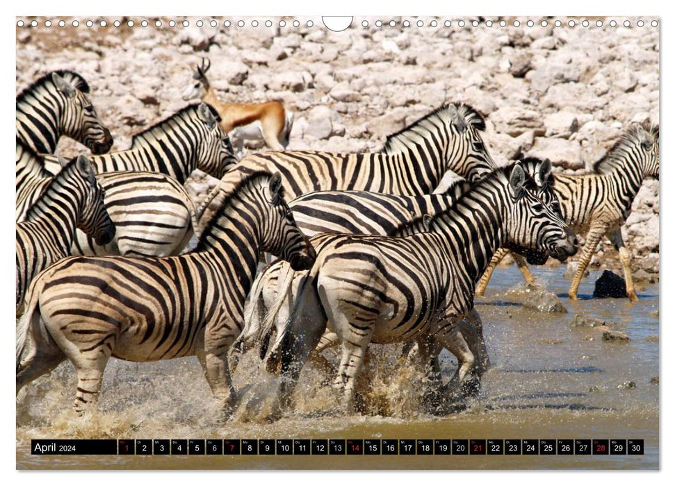Zebras - Fascination of the Wild (CALVENDO Wall Calendar 2024) 