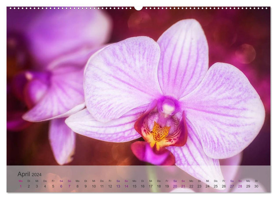 Phalaenopsis - die zauberhafte Welt der Orchideen (CALVENDO Premium Wandkalender 2024)