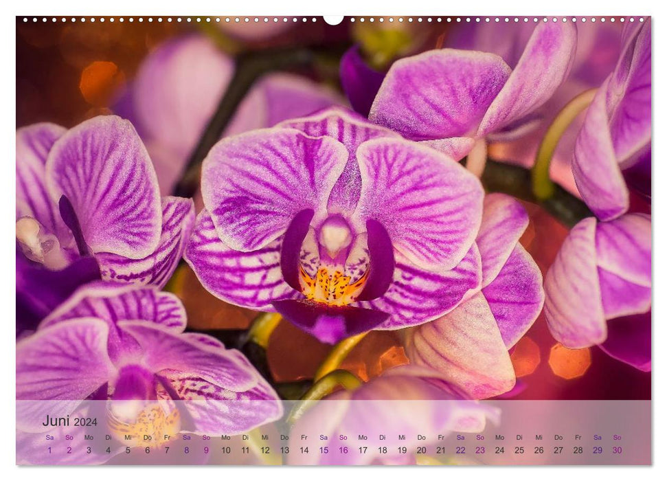 Phalaenopsis - die zauberhafte Welt der Orchideen (CALVENDO Premium Wandkalender 2024)