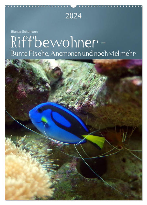 Riffbewohner - Bunte Fische, Anemonen und noch viel mehr (CALVENDO Wandkalender 2024)