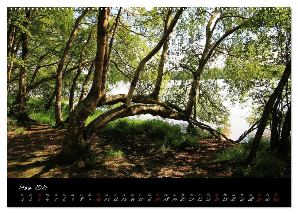 Brocéliande / Enchanted Forest of Brittany (CALVENDO Premium Wall Calendar 2024) 