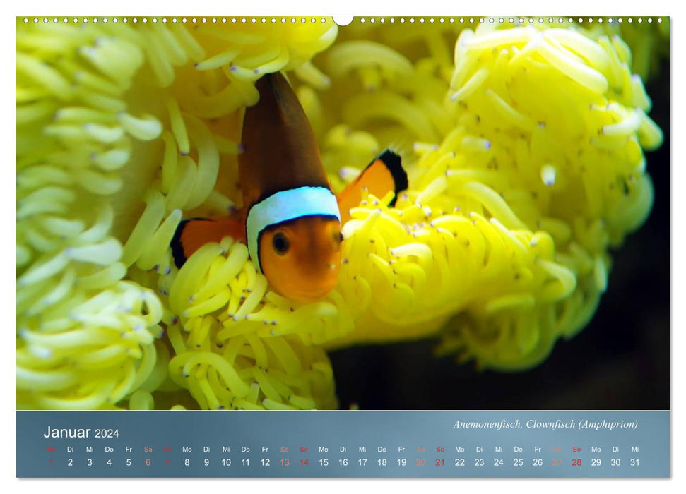 Colorful reef inhabitants - fish, anemones and much more (CALVENDO Premium Wall Calendar 2024) 