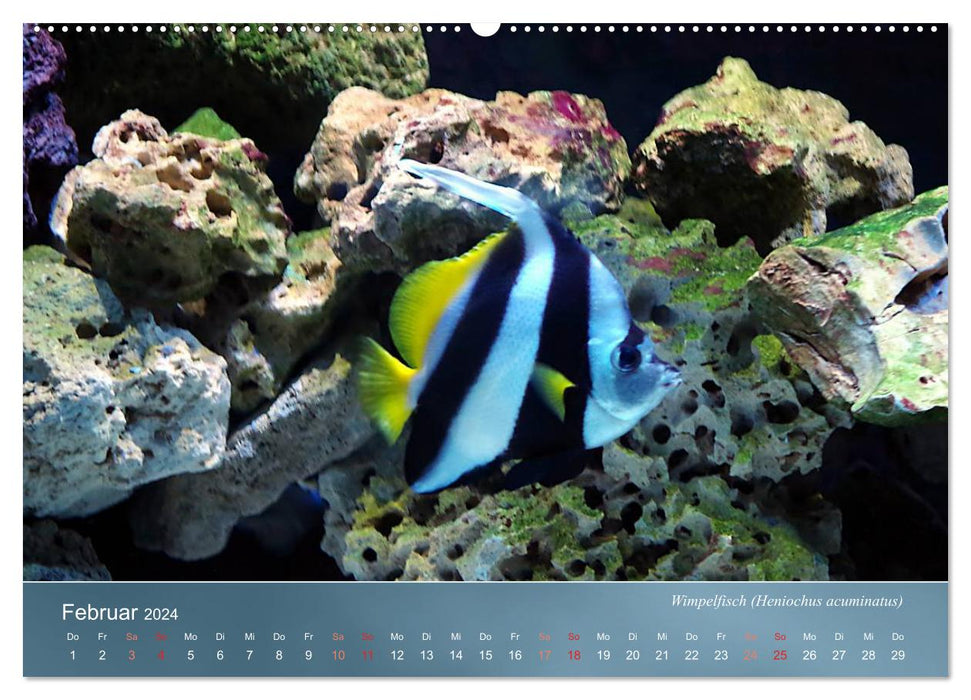 Colorful reef inhabitants - fish, anemones and much more (CALVENDO Premium Wall Calendar 2024) 