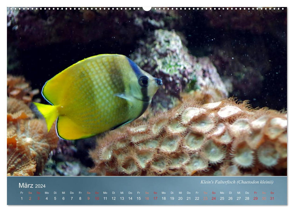 Colorful reef inhabitants - fish, anemones and much more (CALVENDO Premium Wall Calendar 2024) 