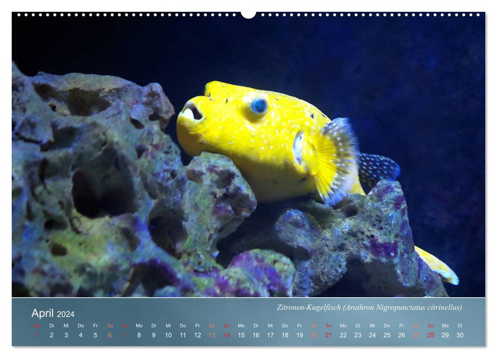 Colorful reef inhabitants - fish, anemones and much more (CALVENDO Premium Wall Calendar 2024) 