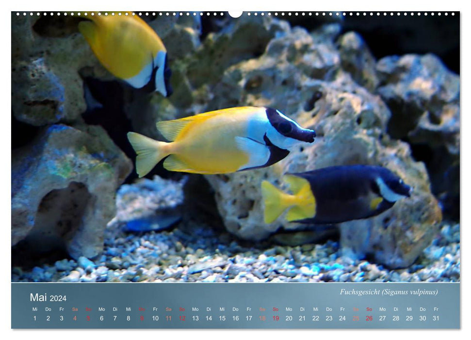 Colorful reef inhabitants - fish, anemones and much more (CALVENDO Premium Wall Calendar 2024) 