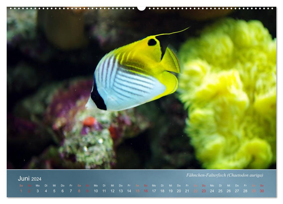 Colorful reef inhabitants - fish, anemones and much more (CALVENDO Premium Wall Calendar 2024) 