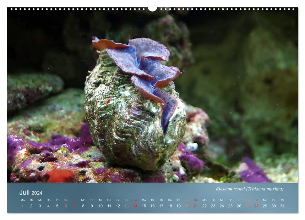 Colorful reef inhabitants - fish, anemones and much more (CALVENDO Premium Wall Calendar 2024) 