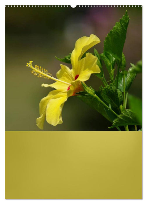 Zarte Schönheiten - Feine Hibiskusblüten (CALVENDO Wandkalender 2024)