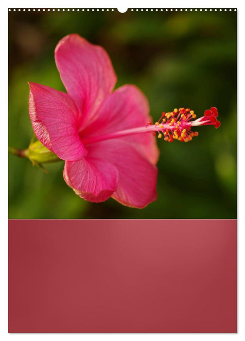 Delicate beauties - fine hibiscus flowers (CALVENDO wall calendar 2024) 