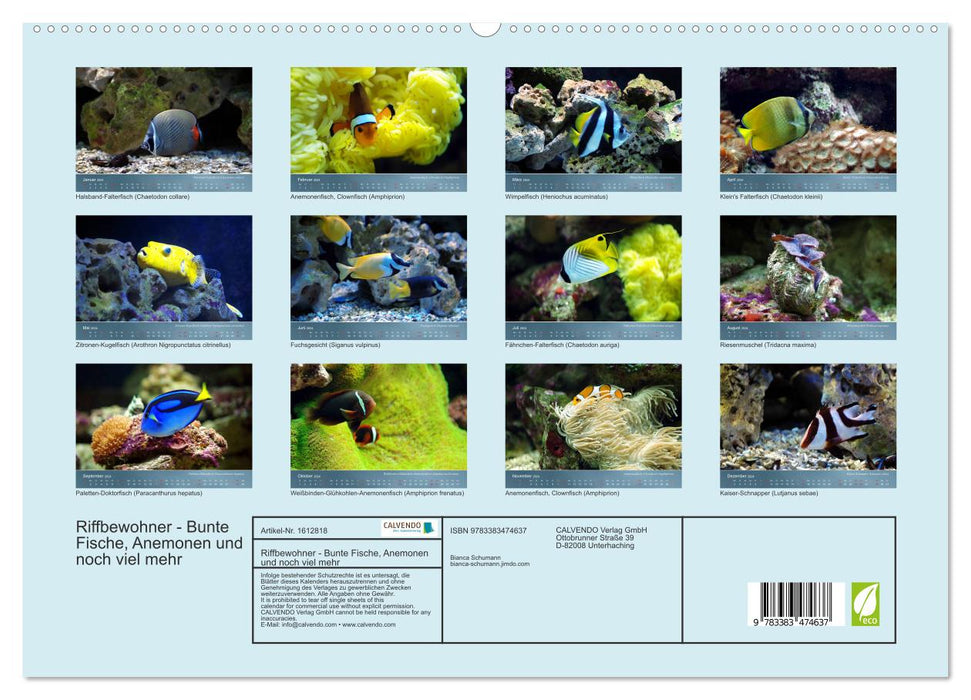 Reef inhabitants - colorful fish, anemones and much more (CALVENDO Premium Wall Calendar 2024) 