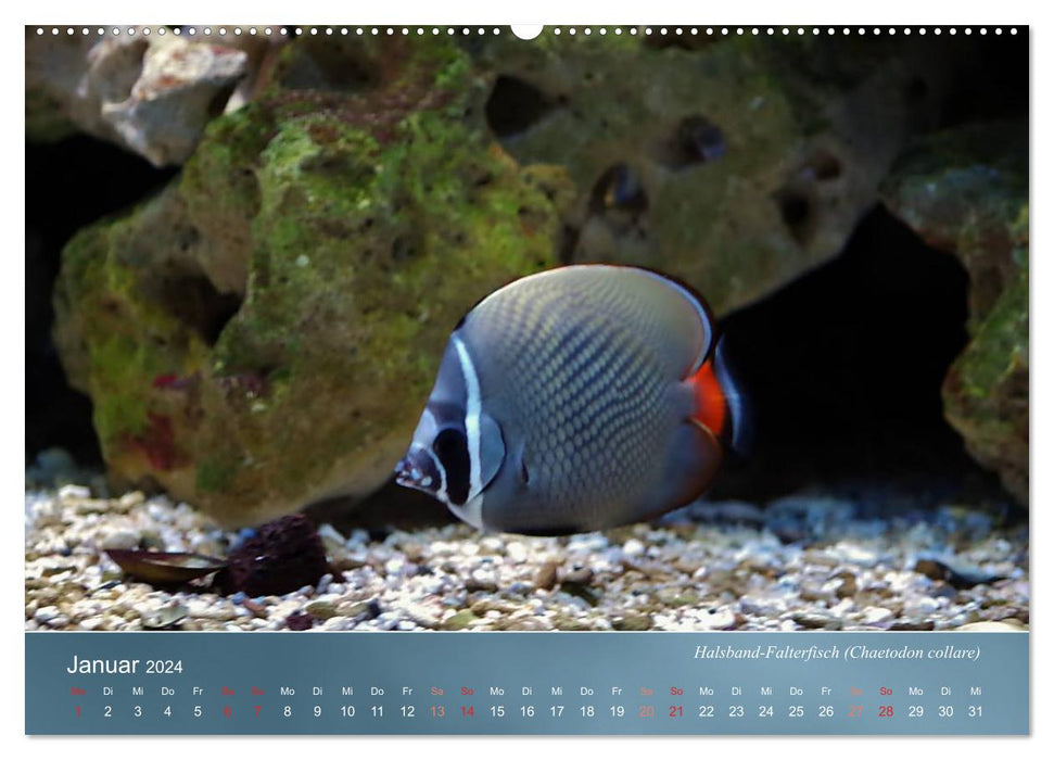 Reef inhabitants - colorful fish, anemones and much more (CALVENDO Premium Wall Calendar 2024) 