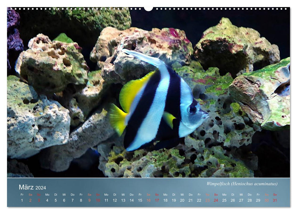 Reef inhabitants - colorful fish, anemones and much more (CALVENDO Premium Wall Calendar 2024) 