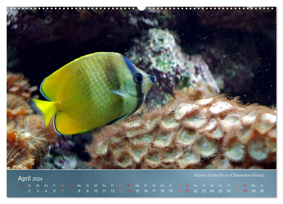 Reef inhabitants - colorful fish, anemones and much more (CALVENDO Premium Wall Calendar 2024) 