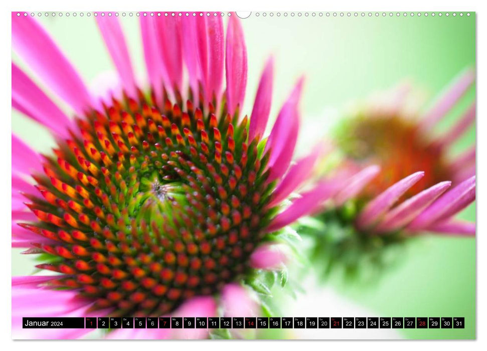FLOWERS Magic of colors and shapes (CALVENDO wall calendar 2024) 
