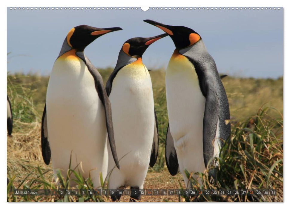Penguins in Patagonia (CALVENDO wall calendar 2024) 
