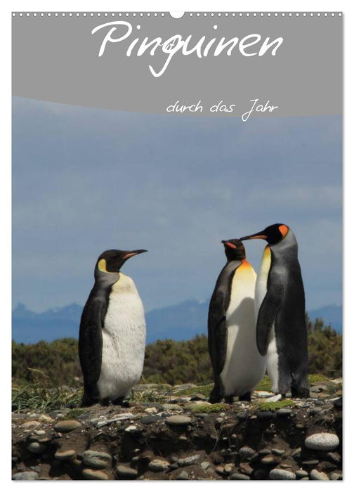 With penguins through the year (CALVENDO wall calendar 2024) 