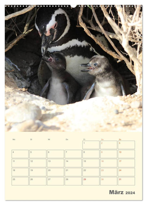 Mit Pinguinen durch das Jahr (CALVENDO Wandkalender 2024)