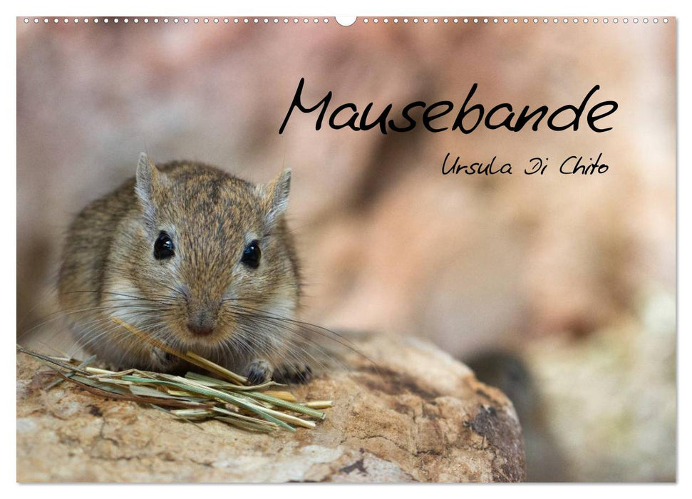 Mouse gang (CALVENDO wall calendar 2024) 