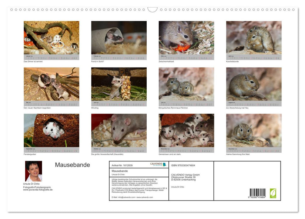 Mouse gang (CALVENDO wall calendar 2024) 