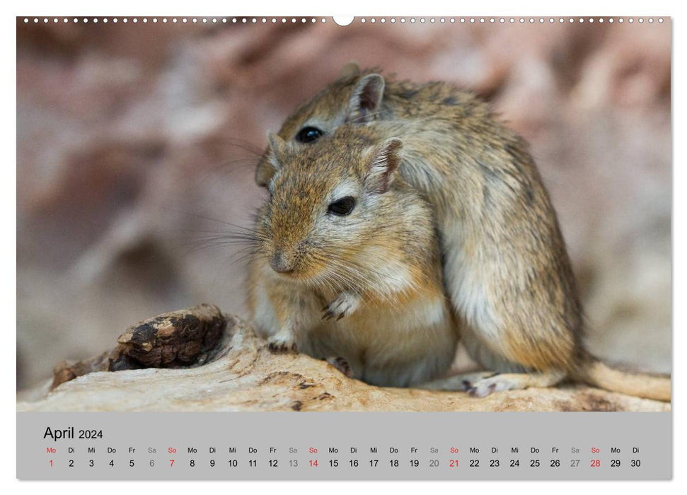 Mouse gang (CALVENDO wall calendar 2024) 