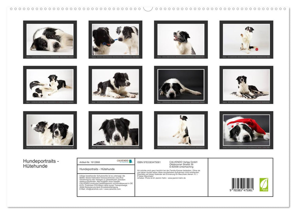 Dog portraits - herding dogs (CALVENDO Premium Wall Calendar 2024) 