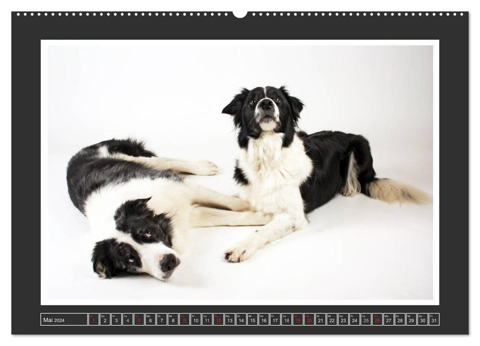 Dog portraits - herding dogs (CALVENDO Premium Wall Calendar 2024) 