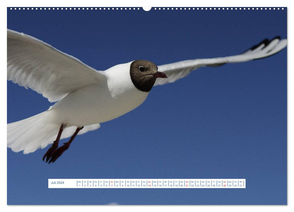 Seagulls Life (CALVENDO Premium Wall Calendar 2024) 