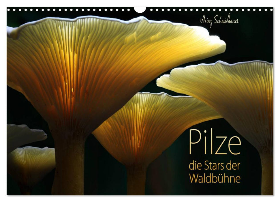 Mushrooms - the stars of the forest stage (CALVENDO wall calendar 2024) 