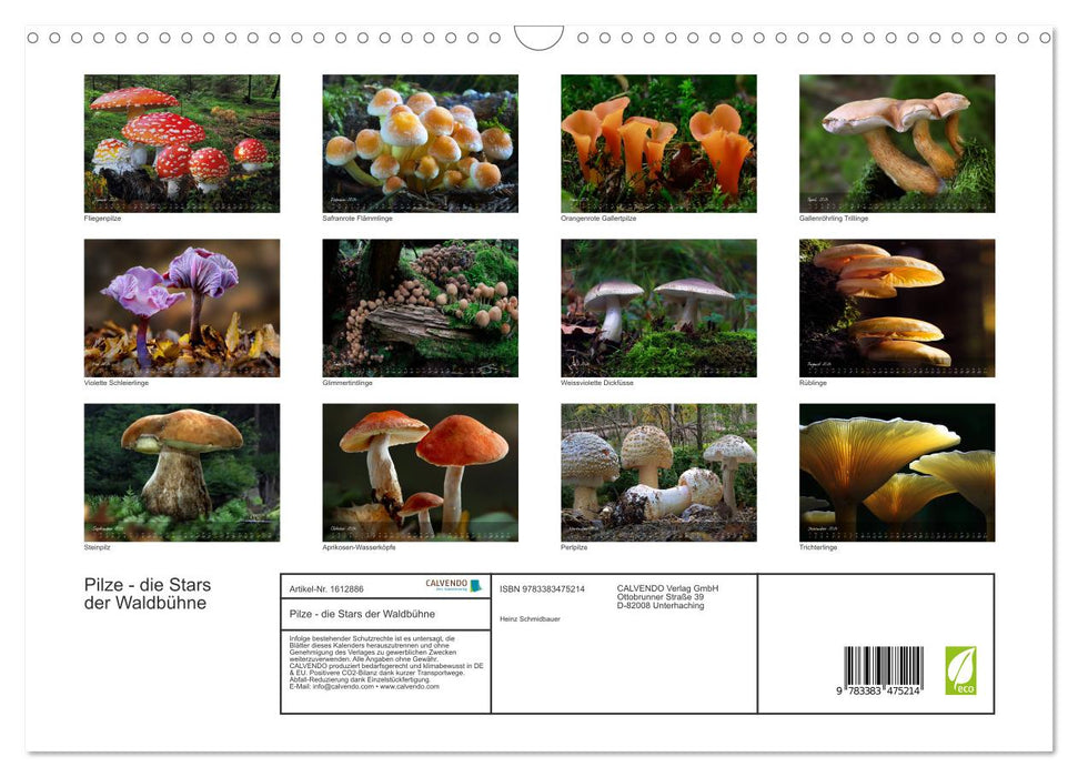 Pilze - die Stars der Waldbühne (CALVENDO Wandkalender 2024)