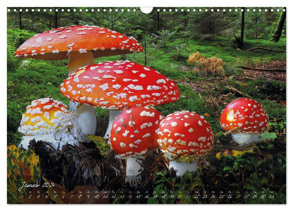 Champignons - les stars de la scène forestière (calendrier mural CALVENDO 2024) 