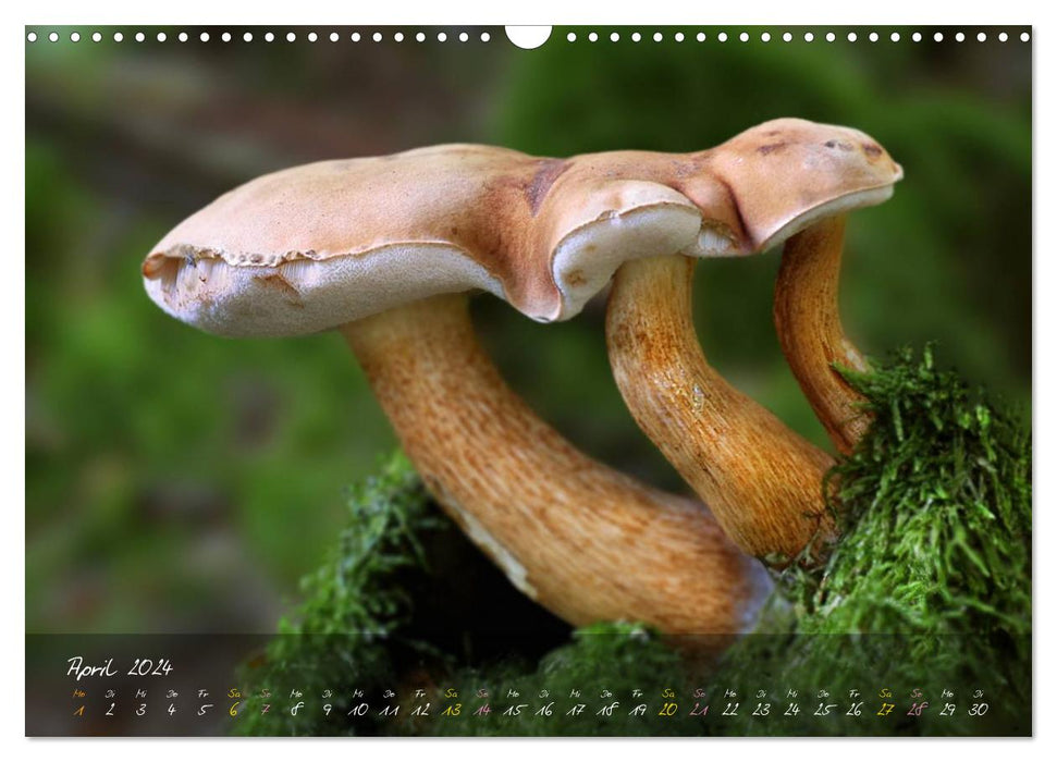 Mushrooms - the stars of the forest stage (CALVENDO wall calendar 2024) 