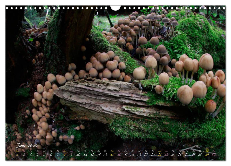 Champignons - les stars de la scène forestière (calendrier mural CALVENDO 2024) 