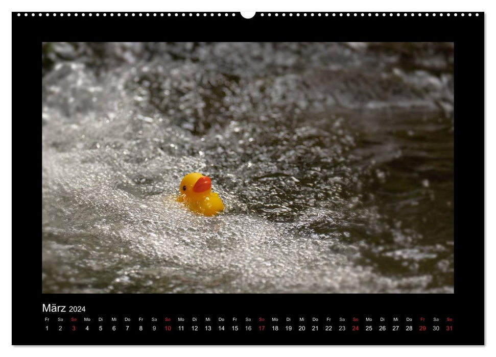 Duck Race (CALVENDO Premium Wall Calendar 2024) 