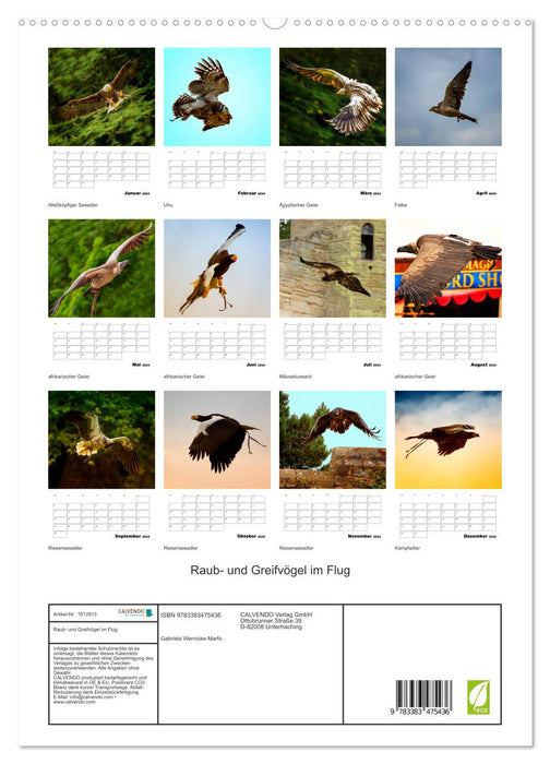 Birds of prey and birds of prey in flight (CALVENDO Premium Wall Calendar 2024) 