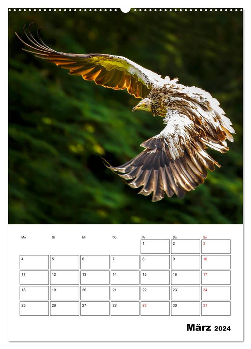 Birds of prey and birds of prey in flight (CALVENDO Premium Wall Calendar 2024) 