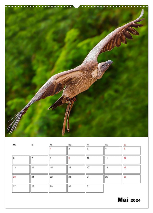 Birds of prey and birds of prey in flight (CALVENDO Premium Wall Calendar 2024) 