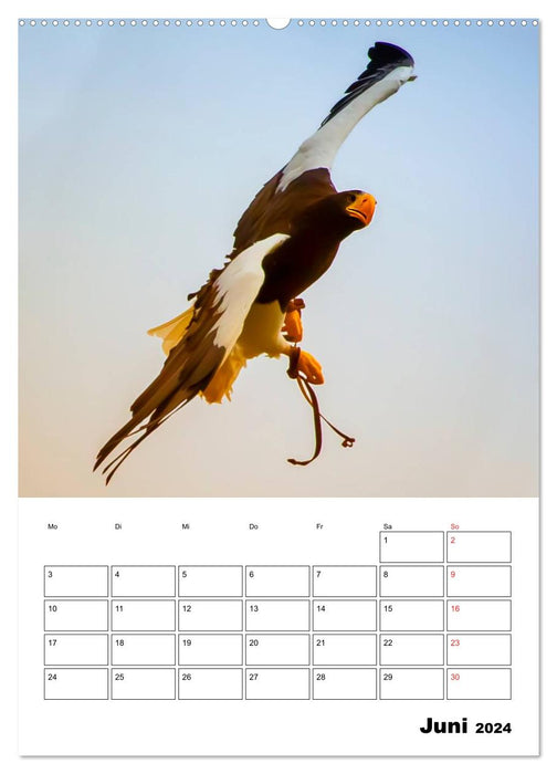 Birds of prey and birds of prey in flight (CALVENDO Premium Wall Calendar 2024) 