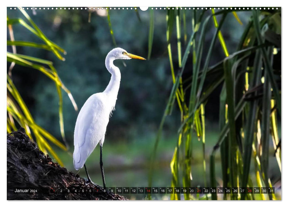 Australia animal good 2024 (CALVENDO wall calendar 2024) 