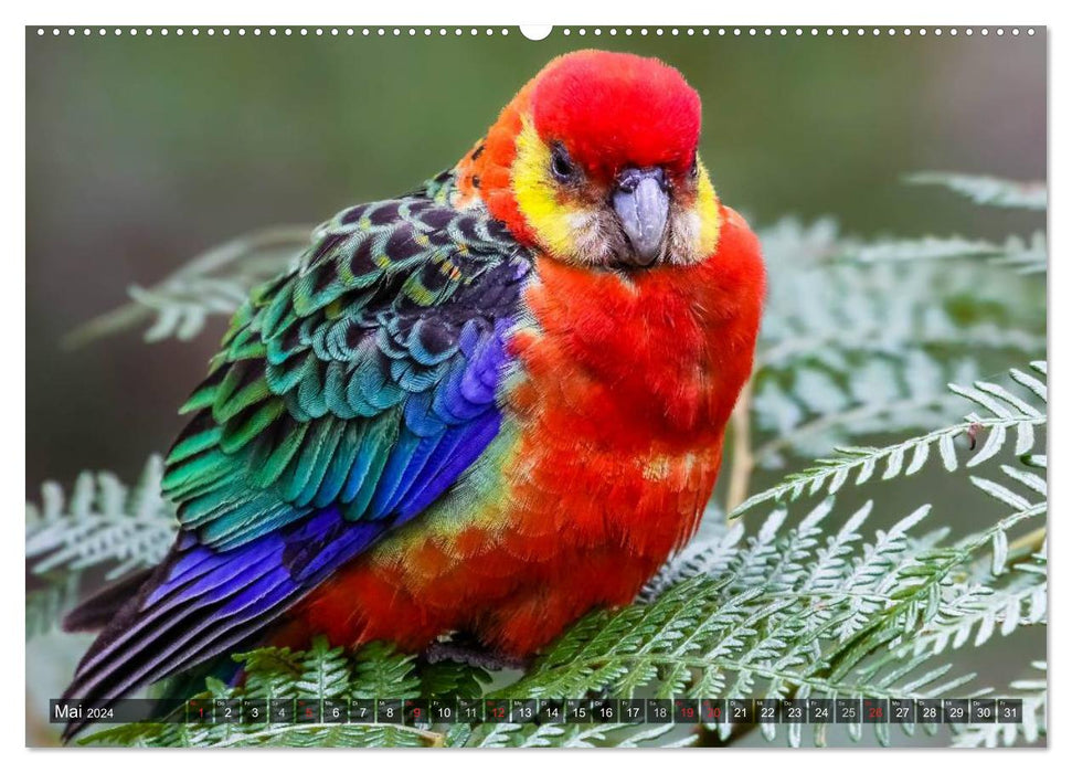 Australia animal good 2024 (CALVENDO wall calendar 2024) 