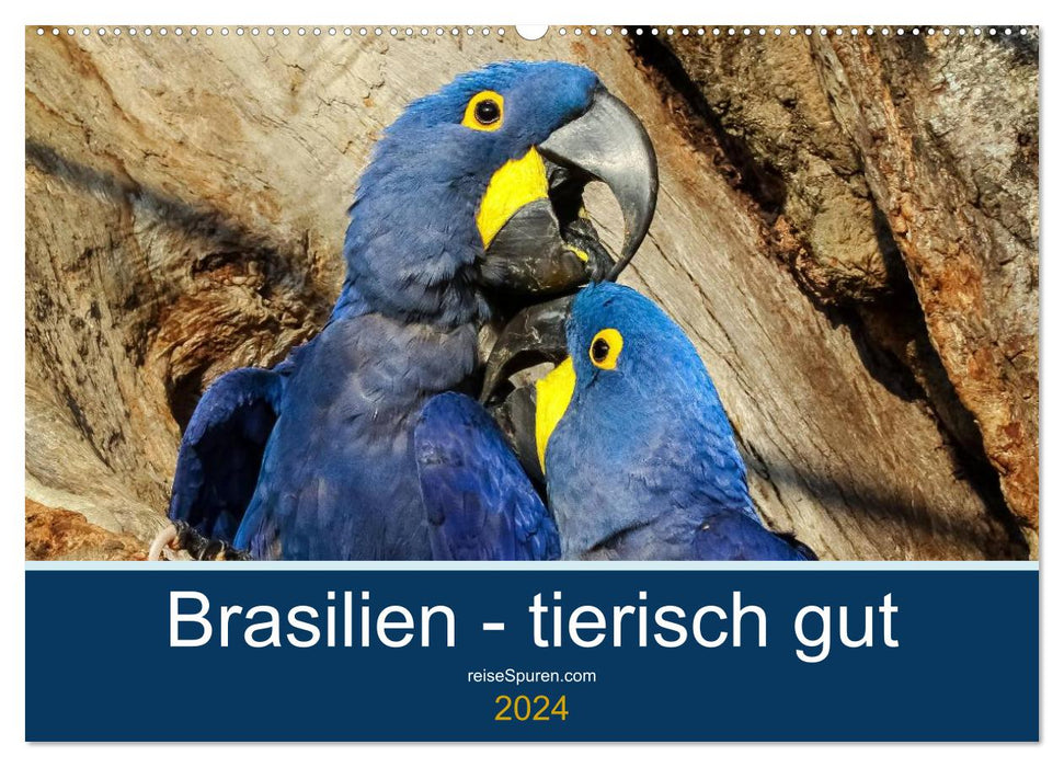 Brazil animal good 2024 (CALVENDO wall calendar 2024) 