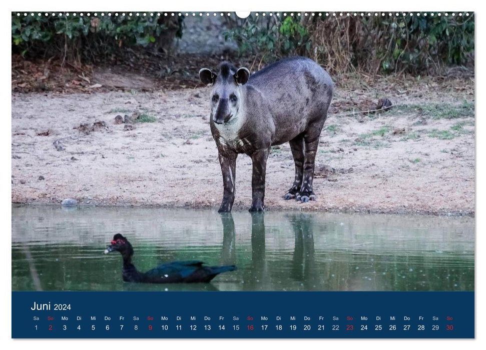 Brazil animal good 2024 (CALVENDO wall calendar 2024) 